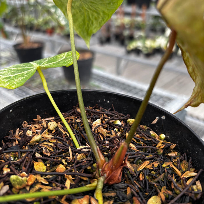 Anthurium Red Spider Platinum Variegated