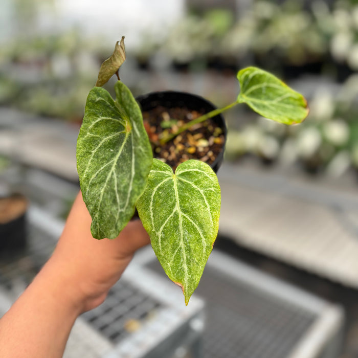 Anthurium Red Spider Platinum Variegated