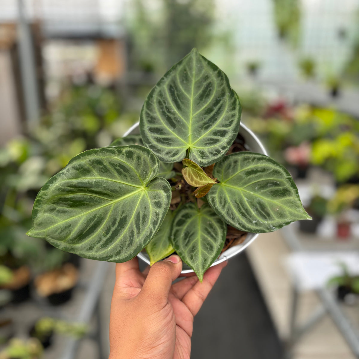 アンスリウムシルバークローム（Anthurium Silver Chrome