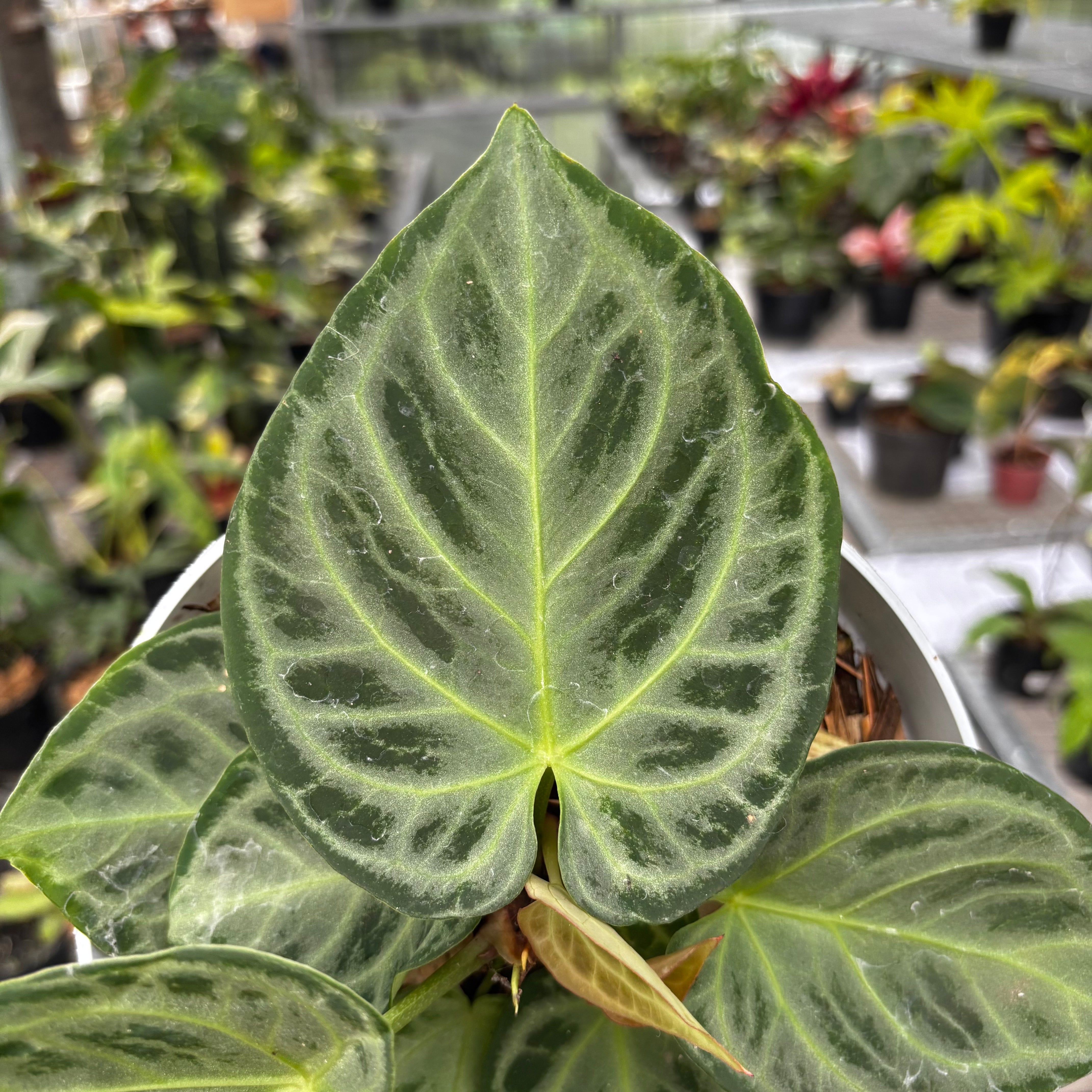 anthurium Silver　Chrome Anthurium Silver Chrome - Full Silver — Aroidasia