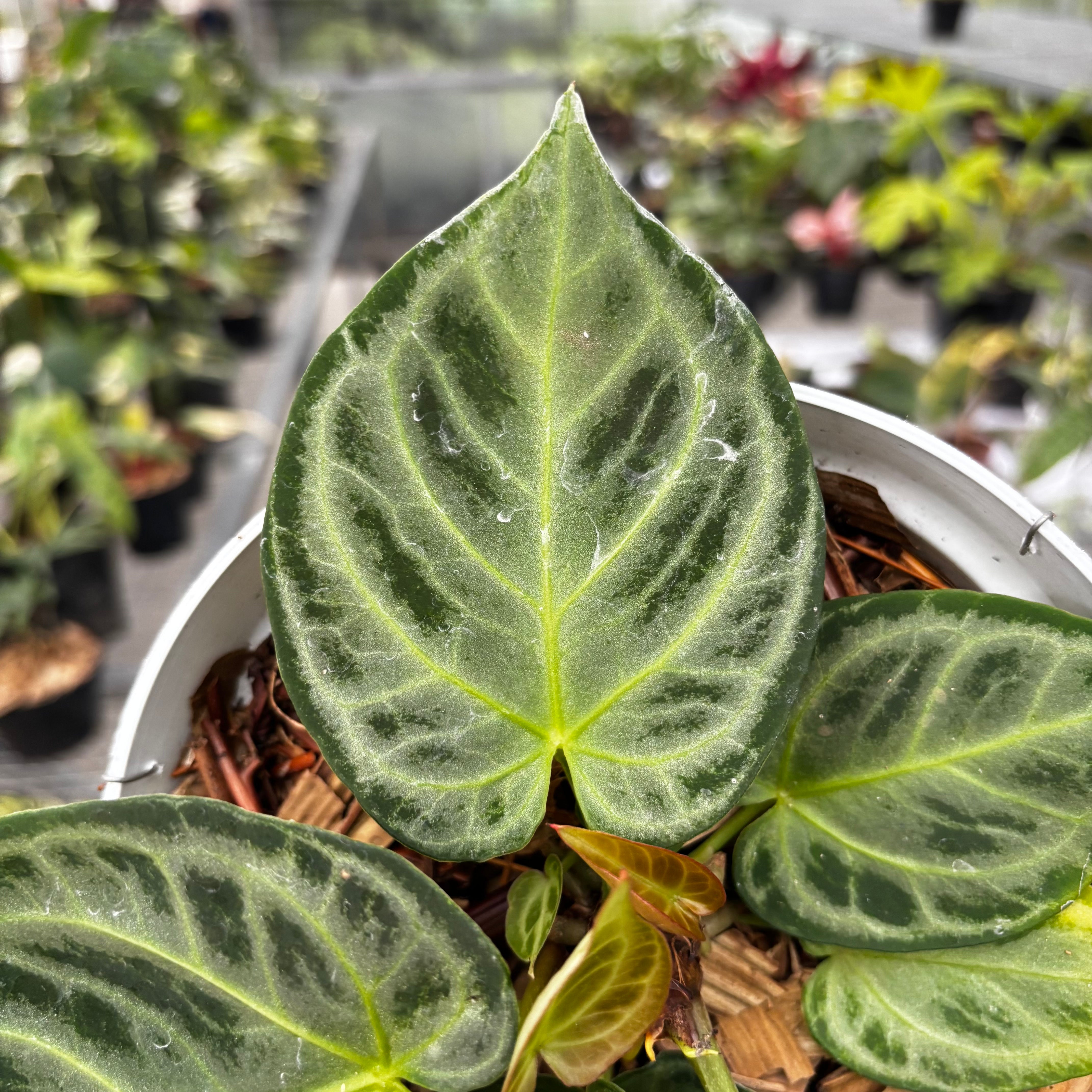 anthurium Silver　Chrome Anthurium Silver Chrome - Full Silver — Aroidasia