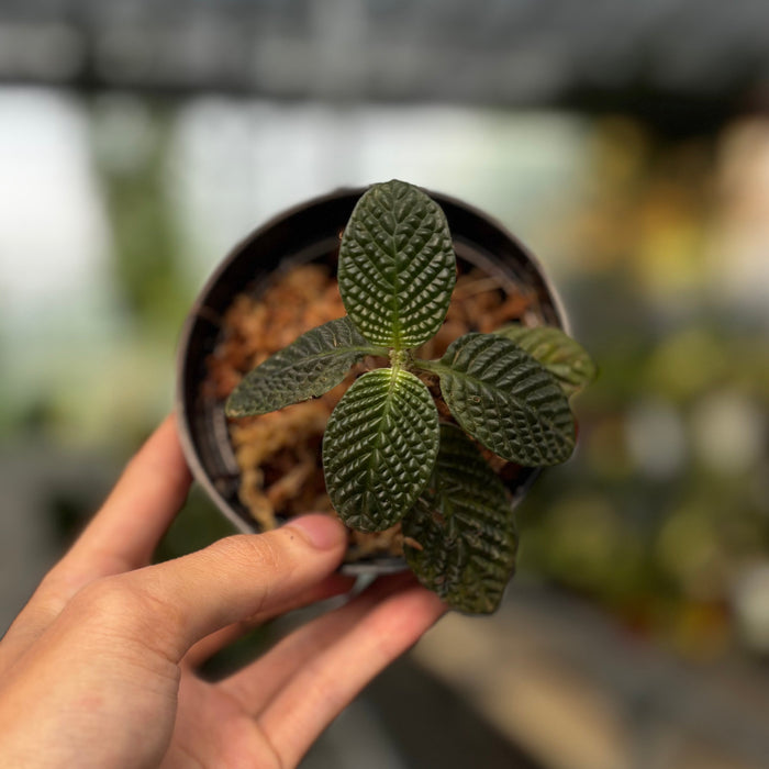 Streblosa Bullata (Argostemma sp. Kayu Lapis)