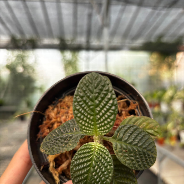 Streblosa Bullata (Argostemma sp. Kayu Lapis)