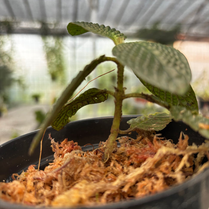 Streblosa Bullata (Argostemma sp. Kayu Lapis)