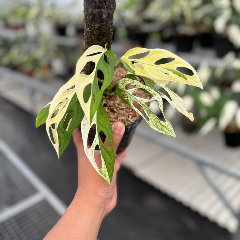 🎁 Monstera Adansonii ‘Giant’ Albo Variegated (100% off)