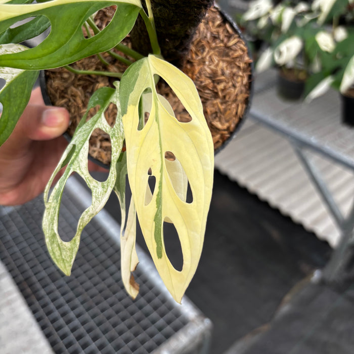 2 Pcs Monstera Adansonii ‘Giant’ Albo Variegated (BOGO)