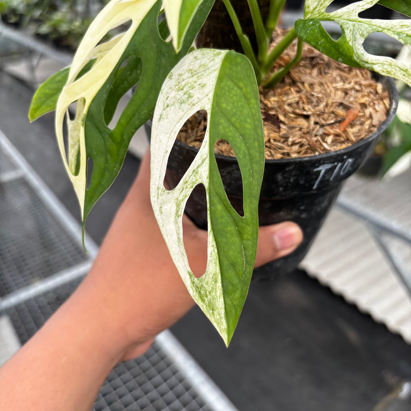 monstera adansonii albo price Monstera Adansonii 'Giant' Albo Variegated — Aroidasia