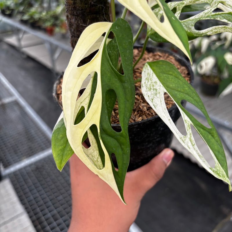 monstera adansonii variegata albo Monstera Adansonii 'Giant' Albo Variegated — Aroidasia