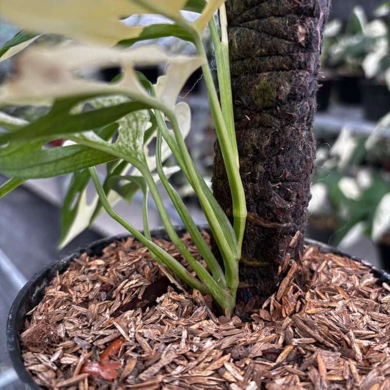 monstera adansonii albo price Monstera Adansonii 'Giant' Albo Variegated — Aroidasia