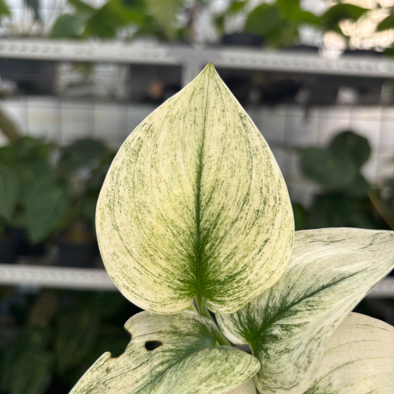 Scindapsus Moonlight White Mint