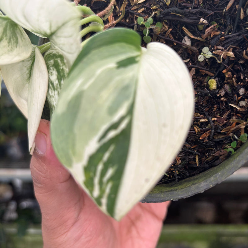 Scindapsus Moonlight White Mint