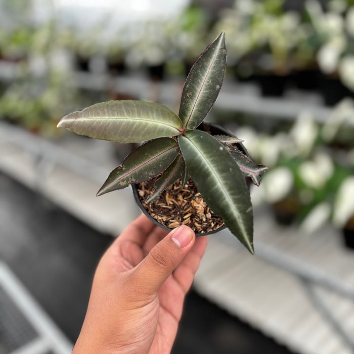 Labisia Pumila “Silver Pink