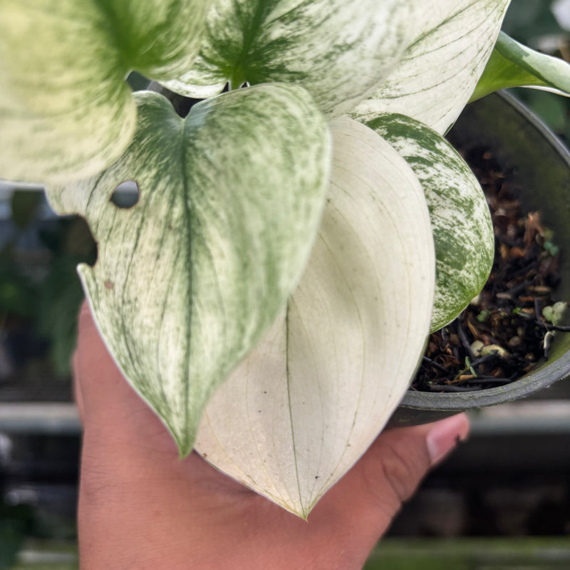 Scindapsus Moonlight White Mint