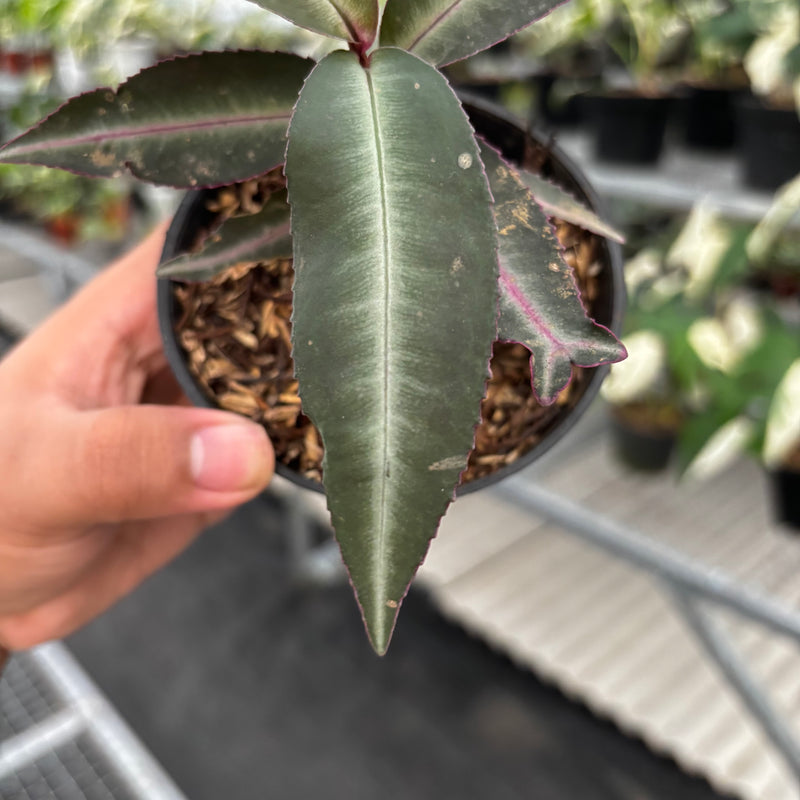 Labisia Pumila “Silver Pink"