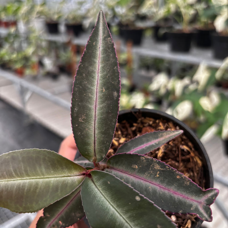 Labisia Pumila “Silver Pink"