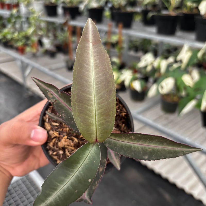 Labisia Pumila “Silver Pink"