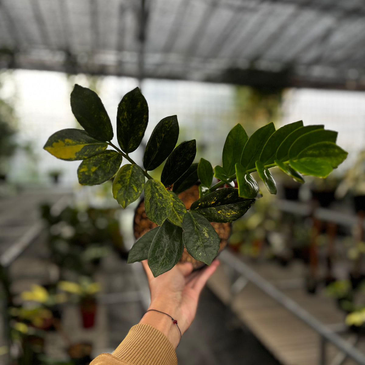 variegate zz plant Zamioculcas Zamiifolia Variegated
