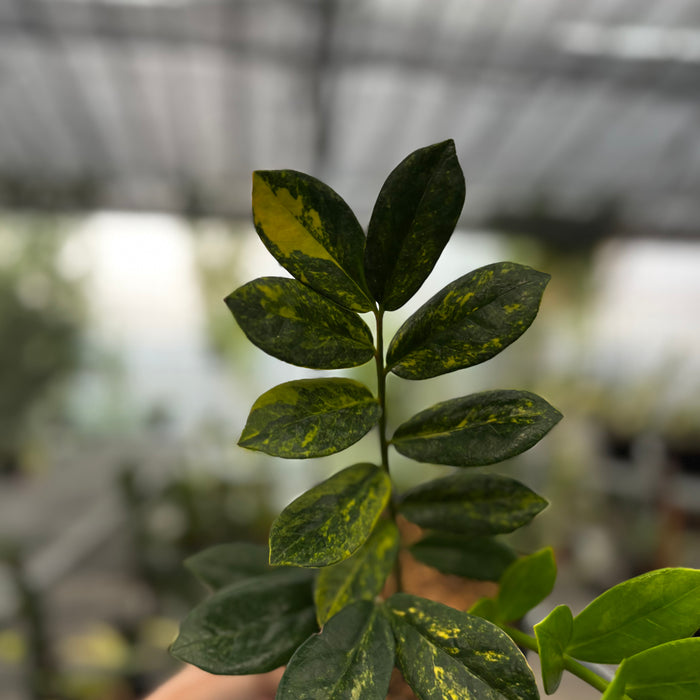 Zamioculcas Zamiifolia Variegated - ZZ plant