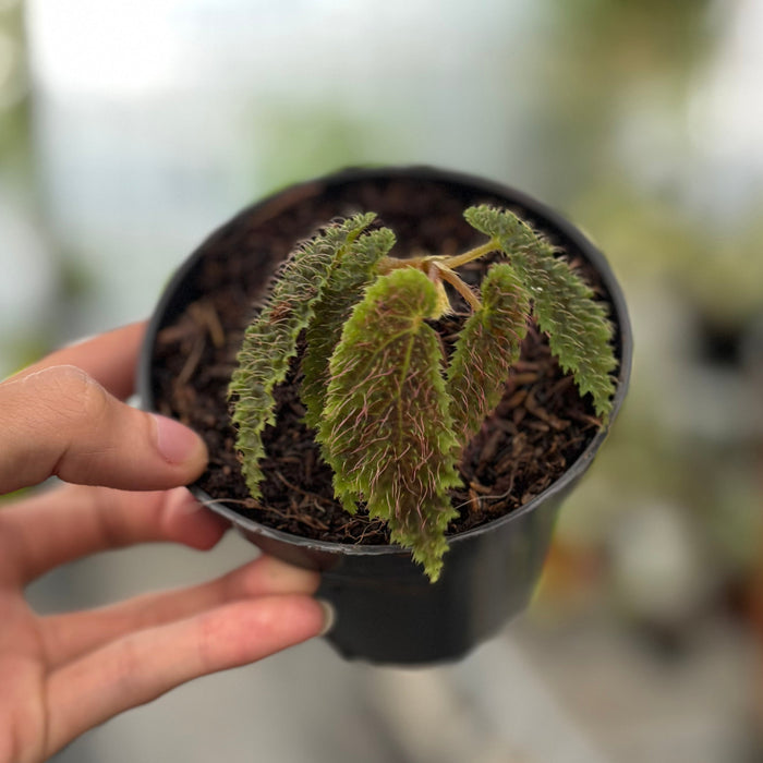 Begonia Green Velvet Sp Papua