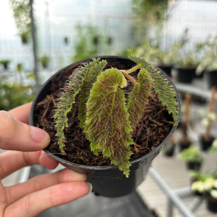 Begonia Green Velvet Sp Papua