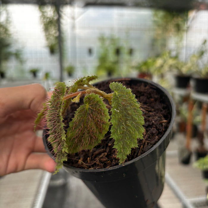 Begonia Green Velvet Sp Papua