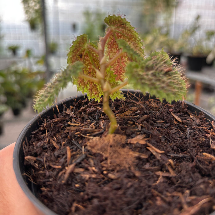 Begonia Green Velvet Sp Papua