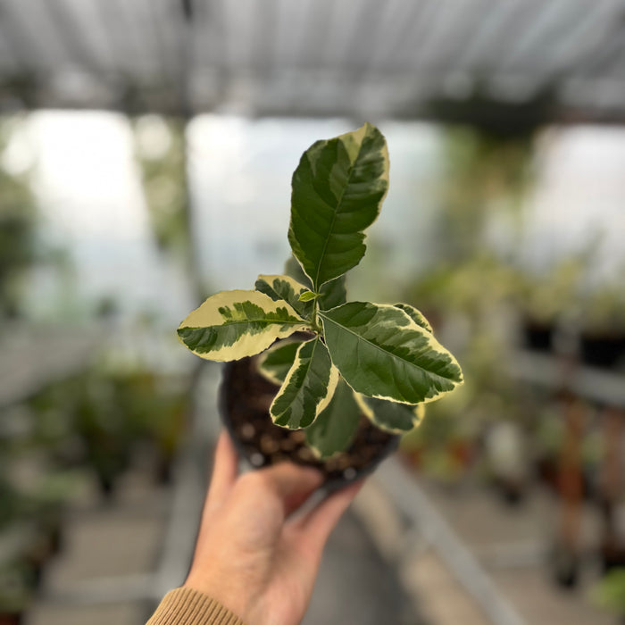 Lemon Variegated