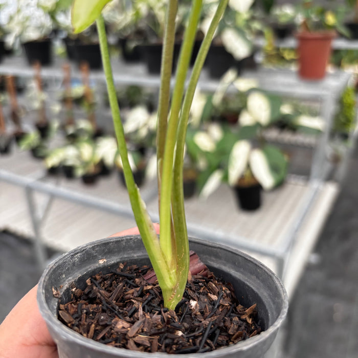 Syngonium White Butterfly Variegated