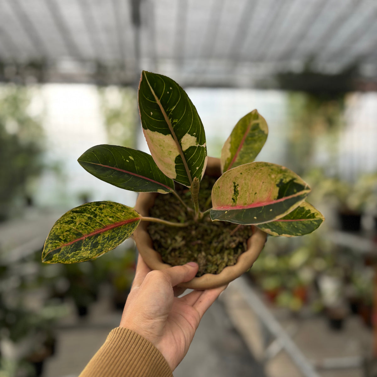 Aglaonema Donacarmen Santi Variegated — Aroidasia