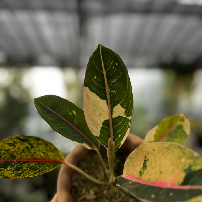 Aglaonema Donacarmen Santi Variegated