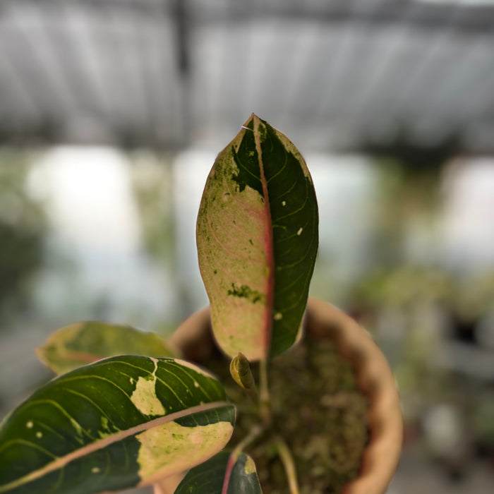 Aglaonema Donacarmen Santi Variegated