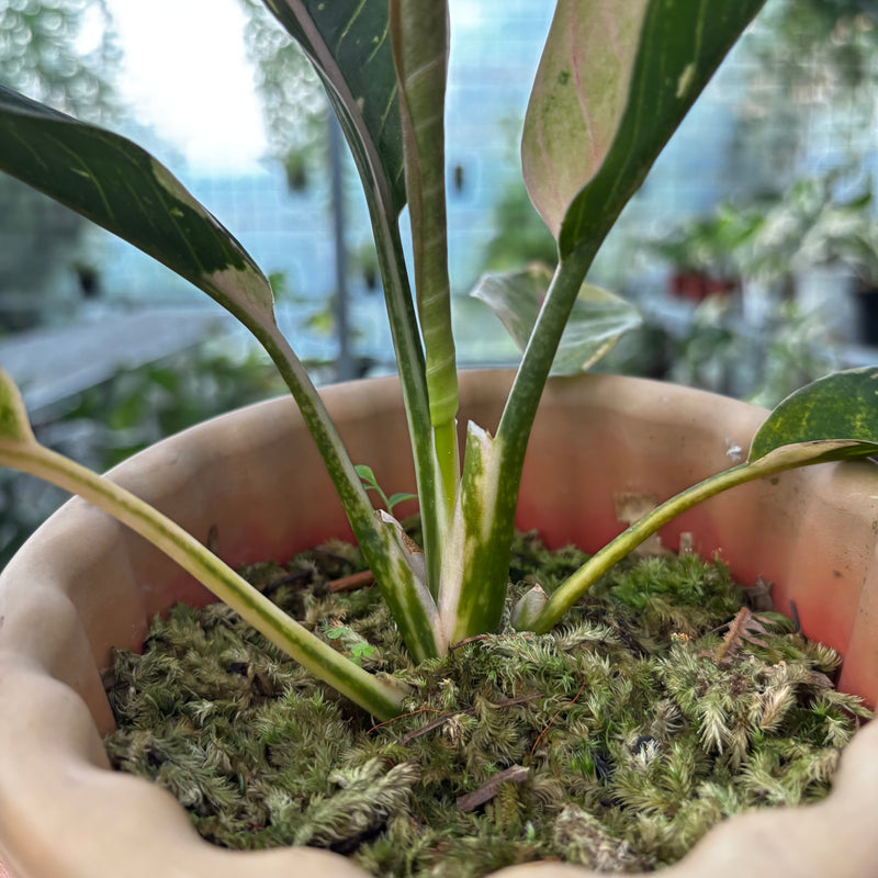 Aglaonema Donacarmen Santi Variegated