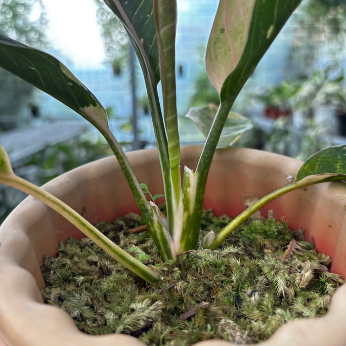 Aglaonema Donacarmen Santi Variegated