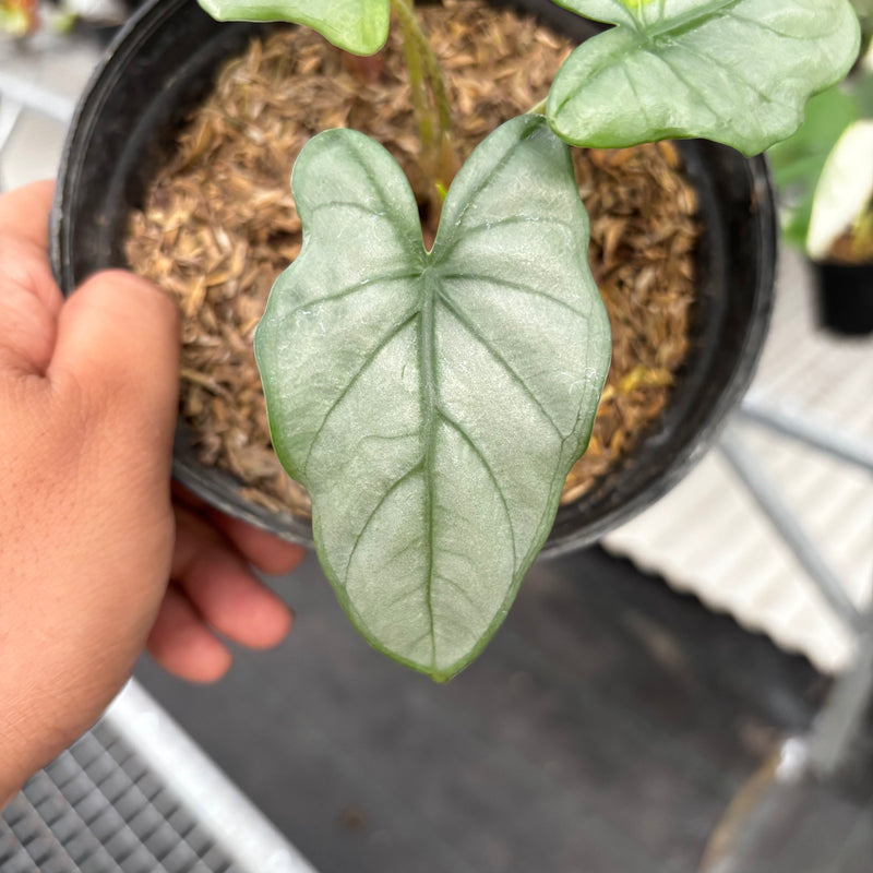 Alocasia Corazon