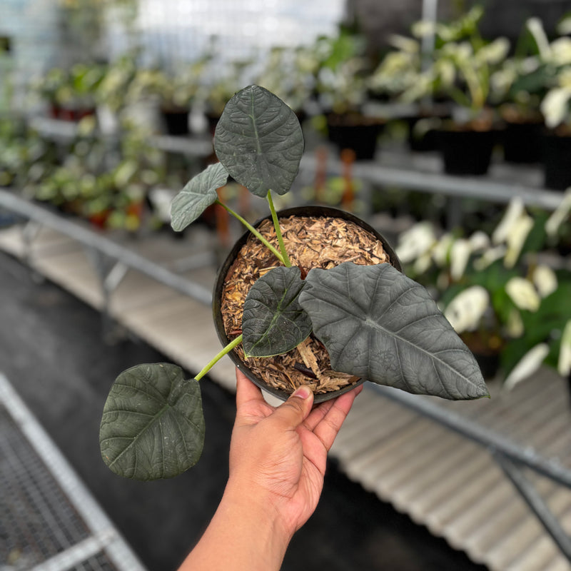 Alocasia Maharani