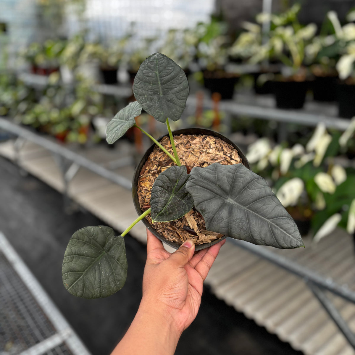 anthurium maharani Alocasia Maharani