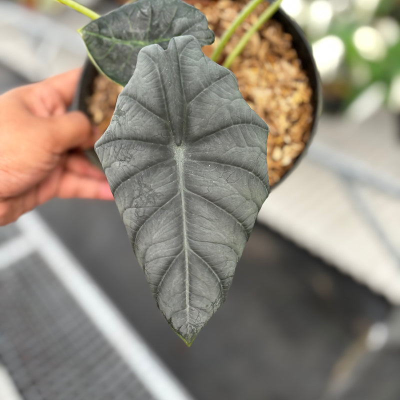 Alocasia Maharani