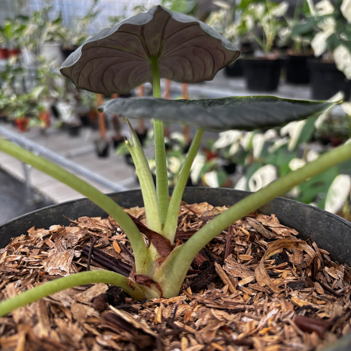 Alocasia Maharani