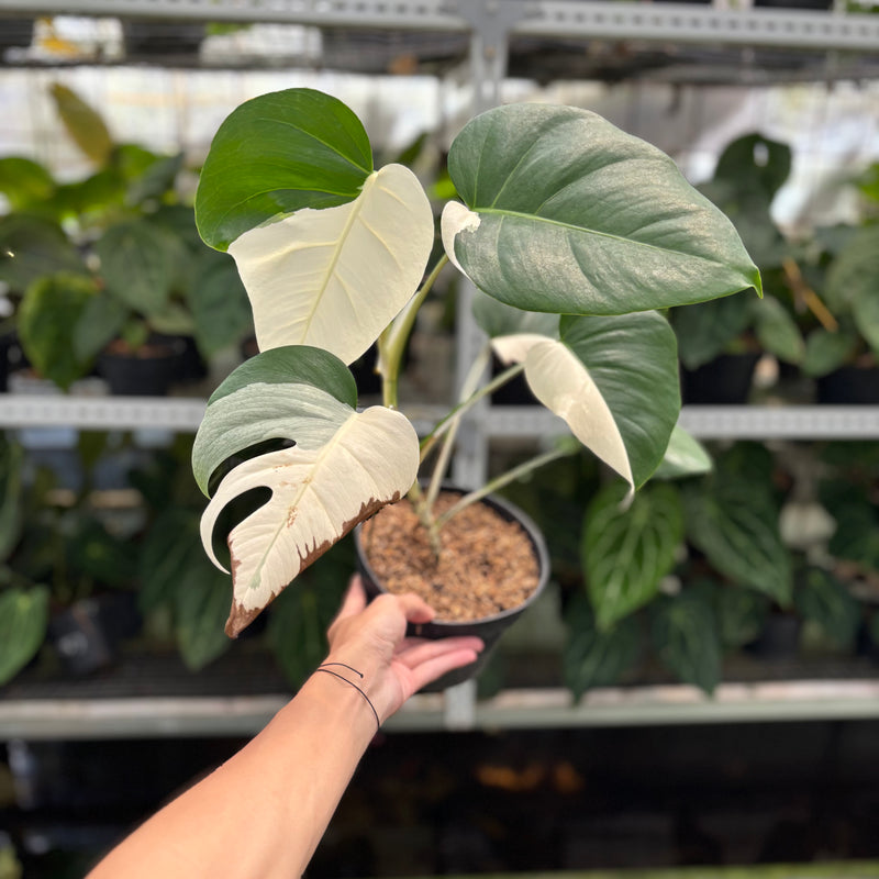 Monstera Albo Halfmoon