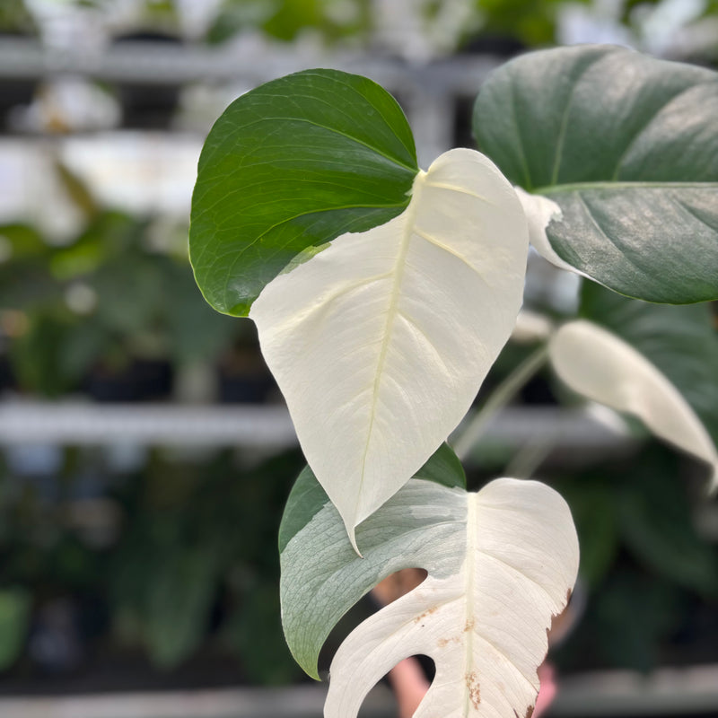 Monstera Albo Halfmoon