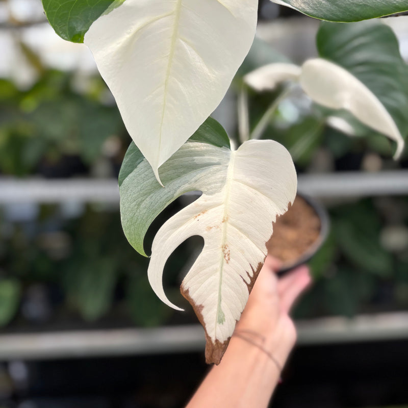 Monstera Albo Halfmoon