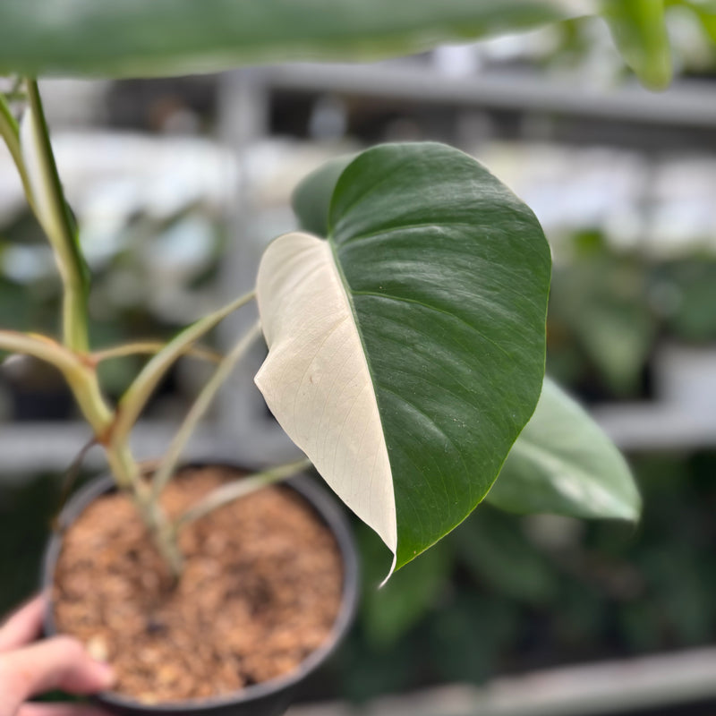 Monstera Albo Halfmoon