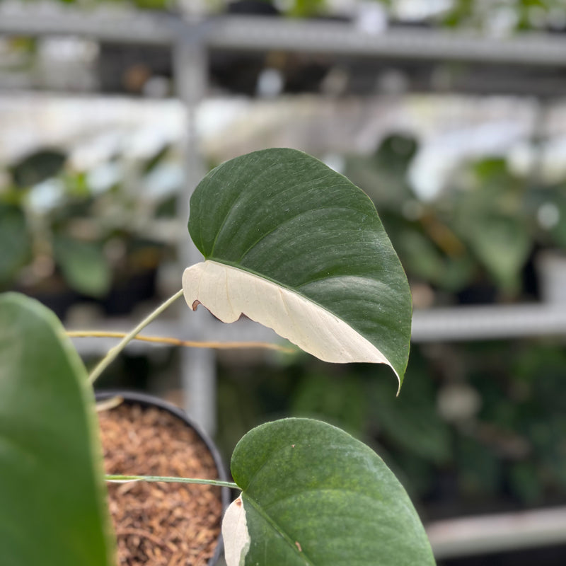 Monstera Albo Halfmoon