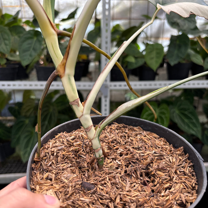 Monstera Albo Halfmoon