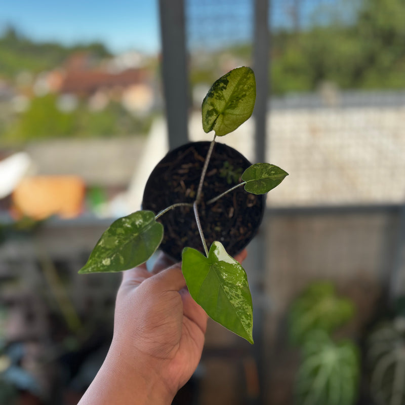 Alocasia Flemingiana Variegated