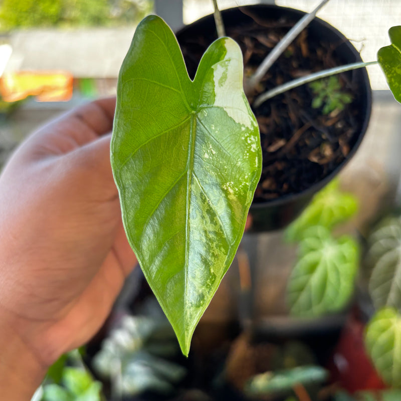 Alocasia Flemingiana Variegated