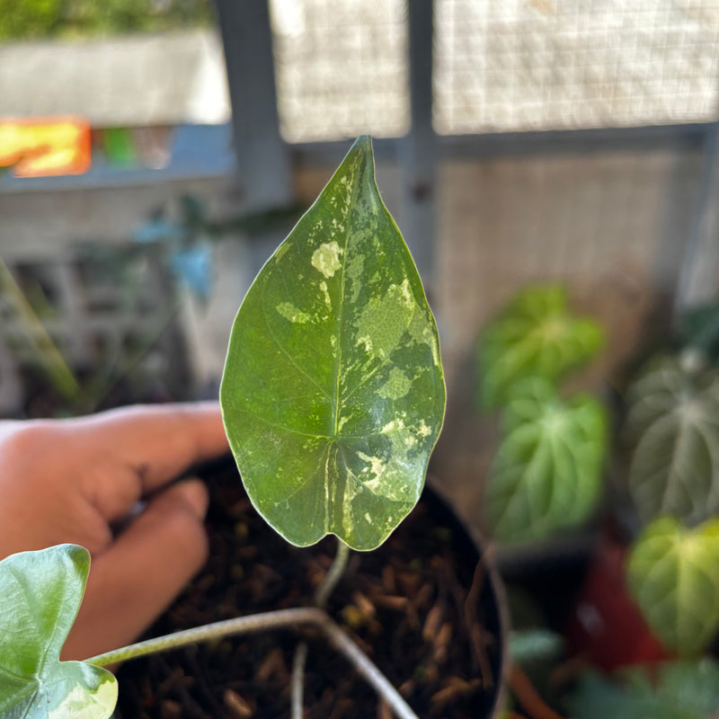 Alocasia Flemingiana Variegated