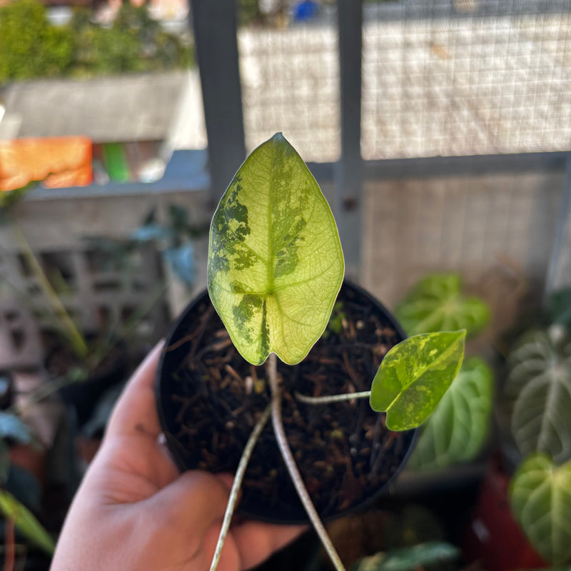 Alocasia Flemingiana Variegated