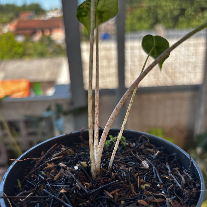 Alocasia Flemingiana Variegated