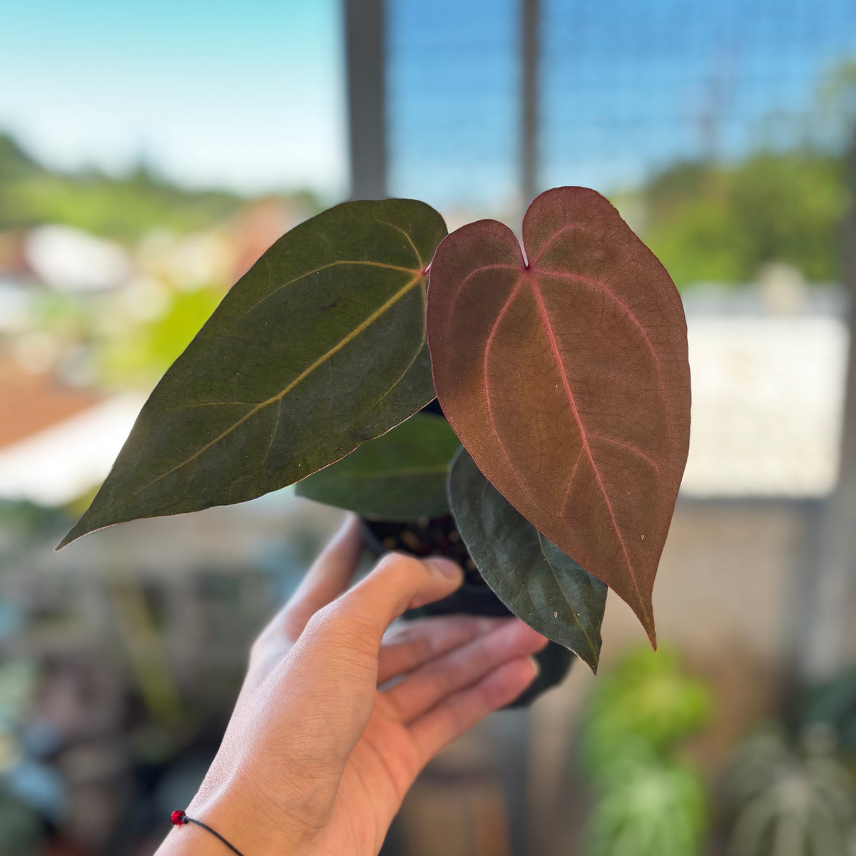 Anthurium AOS x Port SKG x A. Zara Michelle — Aroidasia